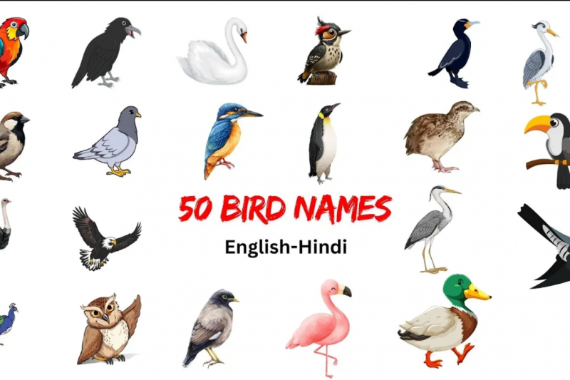 50 Birds Names with Pictures in English and Hindi – Learn Bird Names for Kids