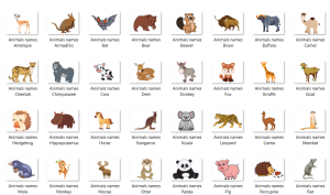 Animals names thumb